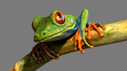 Texturing Leaf Frog